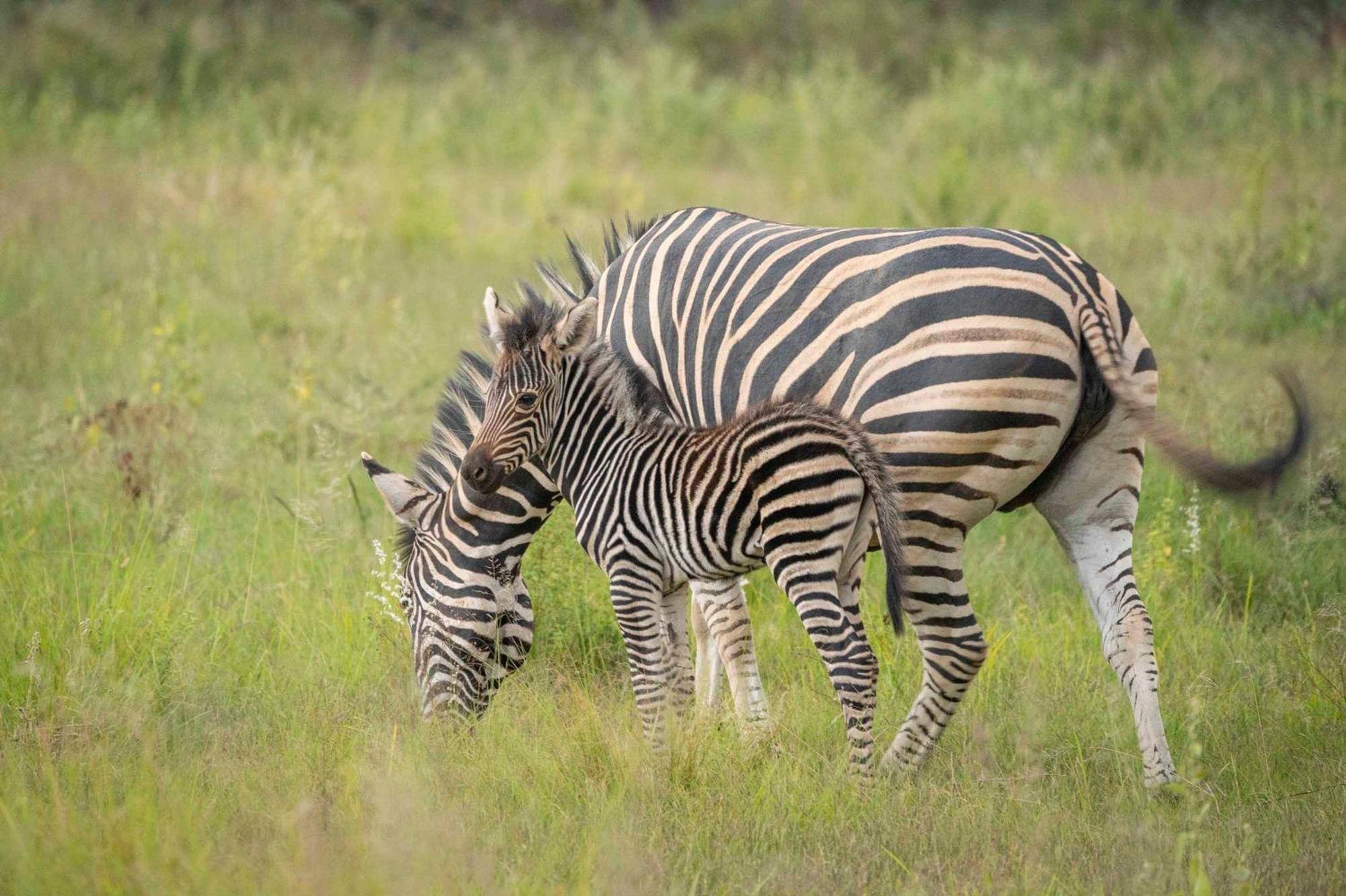 Tshwene Lodge Vaalwater Exteriér fotografie