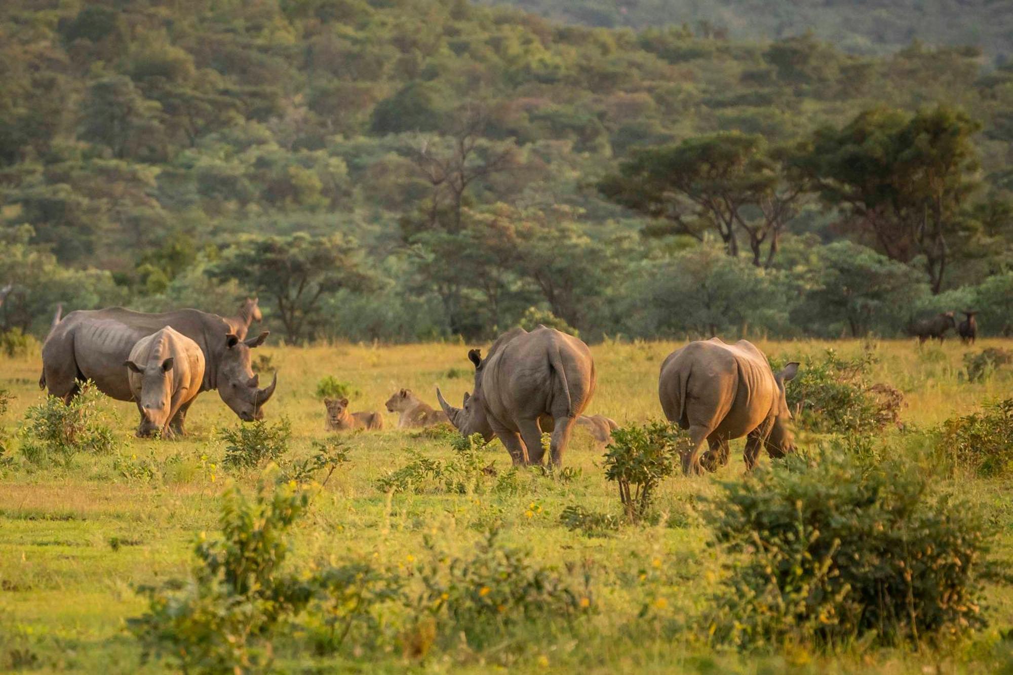 Tshwene Lodge Vaalwater Exteriér fotografie