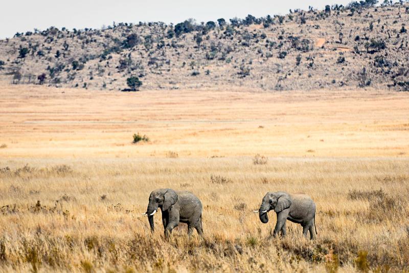 Tshwene Lodge Vaalwater Exteriér fotografie